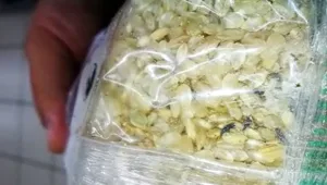 חרקים בשקית האורז