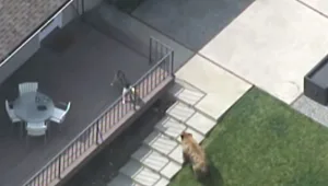 כלב קטן מבריח דוב גדול שהתקרב לבית מגוריו