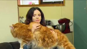 האם זה החתול הארוך ביותר בעולם?