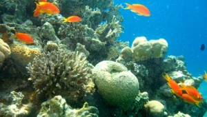 האלמוגים באילת יצילו את העולם?