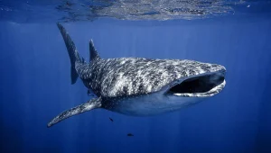 מפגש נדיר עם כריש הלווייתן באילת