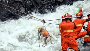 כלב חילוץ מעל הנהר הגועש
