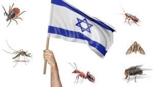 כמה טוב אתה מכיר את המזיקים בישראל? 