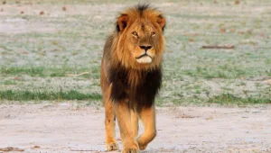 גם הבן של ססיל האריה נורה למוות