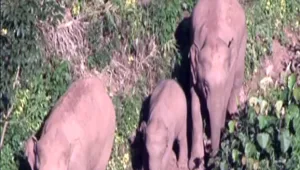 הפילים חיפשו מזון - ופשטו על כפר