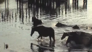 מדוע זינקו 150 סוסים יחד למים?