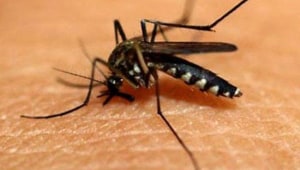 עובדות על יתושים ואיך להיפטר מהם