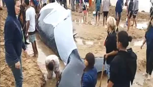 מבצע ההצלה המרגש של הלוויתן