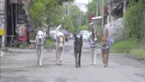 הכלבים שיגנו על רחובות תאילנד