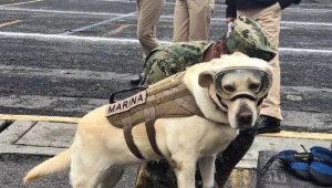 הכירו את הכלבה שהצילה 53 בני אדם באסון במקסיקו