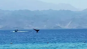 אירוע נדיר באילת: לוויתן גדול סנפיר שחה לביקור