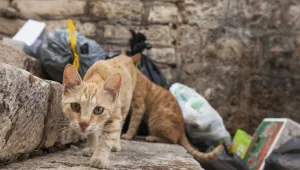 תחקיר מיוחד: האם חתולי הרחוב עוברים התעללות בסירוס?