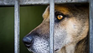 מיזם חדש: כלבים שעברו התעללות יסייעו בשיקום אסירים