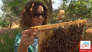 כדור במשבר: הדבורים נעלמות מהעולם וזה הולך להשפיע עלינו בגדול