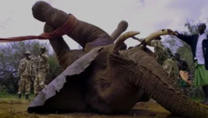 היעלמות פרק 1 | מאבק הפילים של סרי לנקה באדם - שיוביל להכחדתם