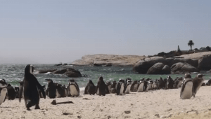 היעלמות פרק 2 | לפינגווין האפריקני נותרו 8 שנים עד להכחדה - אם לא נעשה כלום