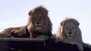 היעלמות פרק 3 | "הבוס ירה באריות": האנשים שמנסים להציל את חיות הבר באפריקה