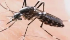 תרגיל עוקץ: החברה שפועלת ליצירת "כיפת ברזל" נגד יתושים