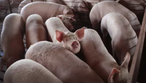"פריצת דרך": מדענים החיו תאי מוח מתים של חזירים שנשחטו