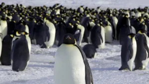 מדאיג: אוכלוסיית הפינגווינים בחלקים מאנטרטיקה הצטמצמה ב-75%