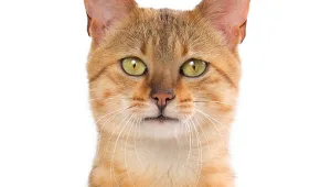 אוסטרליה מבקשת להמית חתולי רחוב: "צדים חיות בסכנת הכחדה"