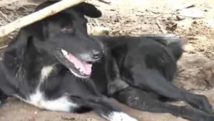 תאילנד: כלב בעל שלוש רגליים הציל תינוק שנקבר חי ע"י אמו
