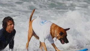 "בא לו בטבעיות": הכלב שגולש על גלים - והפך לאטרקציה מקומית