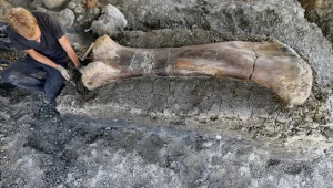 עצם העניין: שריד ענק השייך לדינוזאור התגלה באתר חפירה בצרפת