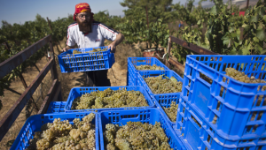 ביהמ"ש בקנדה: אסור לסמן יין שיוצר בהתנחלויות כ"תוצרת ישראל"