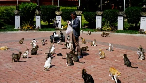 "דאגתי להם": האכילה חתולי רחוב - ונכלאה לעשרה ימים