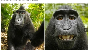 קוף חטף מצלמה ועשה לעצמו בוק