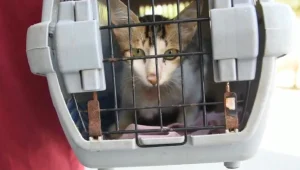 חתול רחוב נפצע בתאונה ברצועת עזה - והועבר לישראל לקבלת טיפול