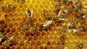 איך תדעו אם אתם אלרגיים לדבורים?