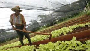 סוף לשביתת החקלאים: פתרון לבעיית המחסור בעובדים זרים - בתוך שלושה שבועות
