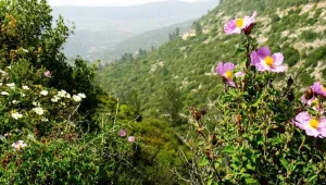 חול המועד בטבע: 250 אלף מטיילים ברחבי ישראל