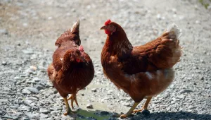 ביצי זהב: התרנגולות שיכולות להטיל ביצה המכילה תרופה לסרטן