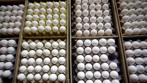 המחסור בביצים לקראת הפסח: "יכול להיות שנגביל את הרכישה"