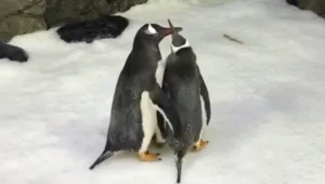 במשקל 91 גרם: גוזל ראשון לזוג פינגווינים חד-מיני באוסטרליה