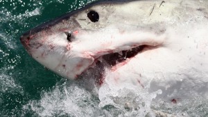 "המים נצבעו באדום": כריש תקף אדם באוסטרליה - והרג אותו