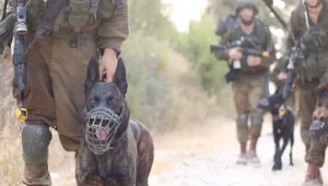 ניסוי במשרד הביטחון: אילוף כלבים - להרחת חולי קורונה