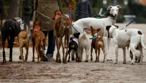 חוק חדש באוסטרליה: קנס של אלפי דולרים למי שלא מטייל עם כלבו