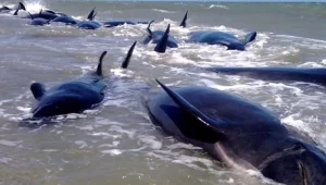 שובר לב: מאתיים לוויתנים נתקעו על חוף בניו-זילנד