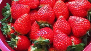 10 דברים מטורפים שאתם חייבים לדעת על תותים
