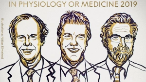 הזוכים בפרס נובל לרפואה: שלושה מדענים שעוסקים בחקר התא