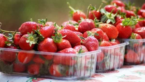 המלצת טיול: קטיף תותים בשרון