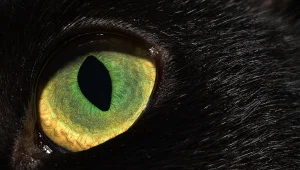 העולם דרך עיניהם: כיצד נראה העולם דרך העיניים של בעלי החיים? צפו