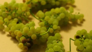 ויוה לה פראנס • זני ענבים לבנים צרפתיים