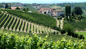 טיול יין באזור פיימונטה - איטליה
