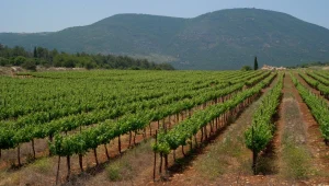 כל הארץ כרמים כרמים - אזורי יין בישראל