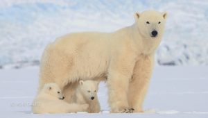 הצלם החובב לקח את בתו לטיול משותף בקוטב הצפוני